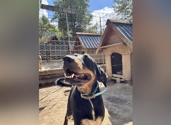 Kolt -Jagdterrier Mix