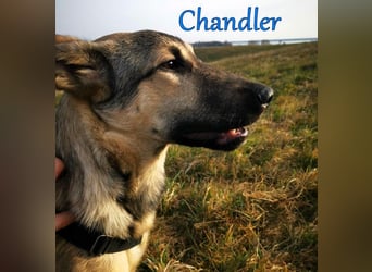 Chandler 10/21 (in Deutschland) - sportlicher, verspielter & gelehriger Rüde, ein toller Begleiter!