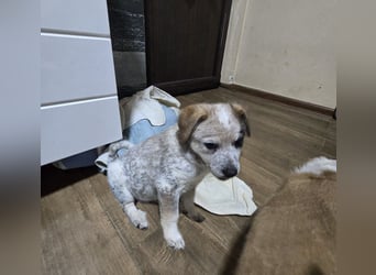 Jake, Rüde, aktuell 5 Monate, Größe noch nicht bekannt