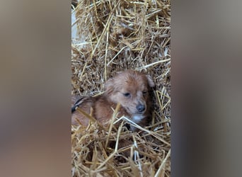 Kleine Holly sucht liebevolles Zuhause