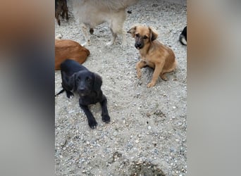 CHERIE - Zuckersüßes Mädchen sucht ihre Menschen