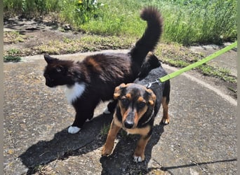 Kleine Riva sucht eine Familie