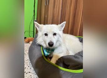 Kody SR- Gelassener Gentleman sucht sein Glück!