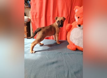 Die kleine Dorisz ist lieb und verspielt !