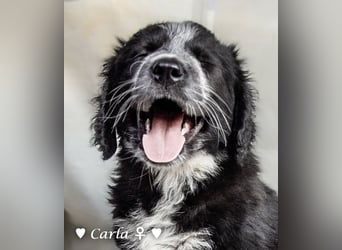 , Cindy und Carla suchen ab Mitte Juli ein Zuhause