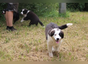 Australian Shepherd ASCA Welpen