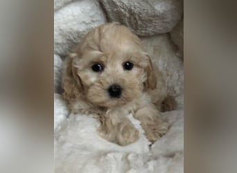 Sehr gesunde Mini Maltipoo Welpen in apricot und crème farben. 