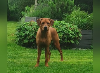 Rhodesian Ridgeback Welpen - Wurfplanung
