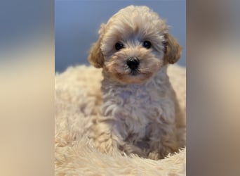 Sehr gesunde Mini Maltipoo Welpen in apricot und crème farben. 