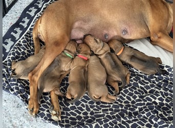 Rhodesien Ridgeback Welpen mit Papieren