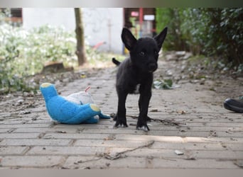 Karlchen - kleiner Entdecker sucht ein tolles Zuhause