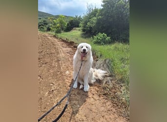Mr. White: Ein liebevoller XXL-Teddybär sucht ein Zuhause zum Kuscheln
