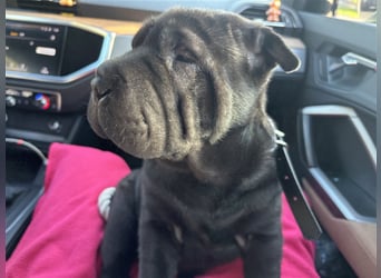 DAS HAUS MIT SHAR-PEI WELPEN - Rassehunde FCI-Profesionelle Zucht