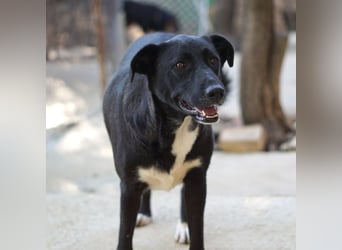 Nola sucht ein Zuhause