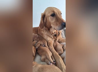Golden Retriever Welpen