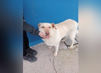 Laika, hofft auf ihre Ausreise ins Glück