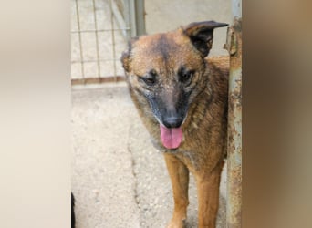 Kuckuck, zauberhafte NISHA sucht liebevolle Familie