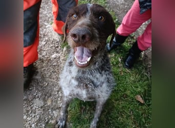 Jack - lebensfroher Drahthaarmix sucht sportliche Familie mit Herz und Hundeverstand
