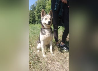 Bertie - der freundliche Huskymischling sucht Menschen die seine Bedürfnisse kennen