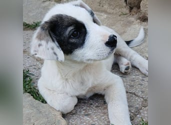 Snoopy-gr. Schäferhund-Mischling - sucht dringend  ein Zuhause/Pflegestelle