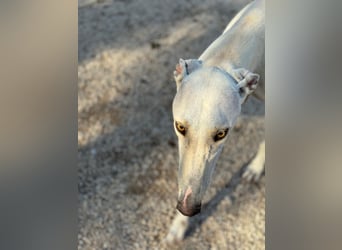 Invierno, ein toller Galgo Bub