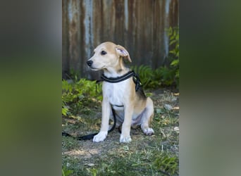 Bailey SI – 3 Jungs suchen ihr großes Abenteuer