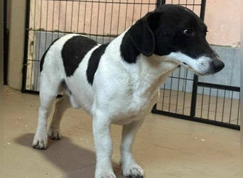 Domino, geb. 30.11.2021, 35 cm, wünscht sich ein eigenes Körbchen