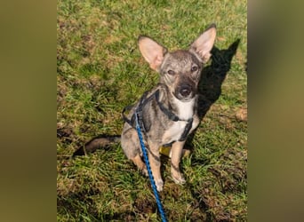 Zarte Tammi sucht dringend Hundekenner mit Herz