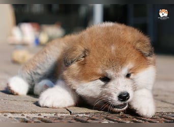 * Akita Inu - Japanische Akita langhaar Welpen, FCI registriert *