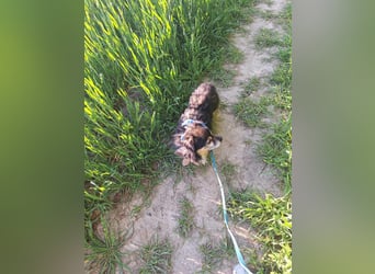 Süßer Nobby sucht liebevolles Zuhause