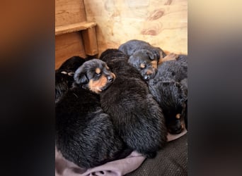 Rottweiler Schäferhund Mischling