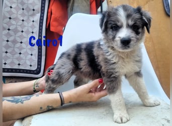 Cairo1 geb. 05/2025 (ESP) - verspielter Border-Collie-Mix Welpe!