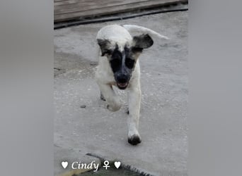 Cindy und Carla suchen ab Mitte Juli ein Zuhause