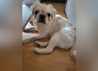 AMALIA - die süße Maus freut sich auf ein tolles Für-Immer Zuhause!