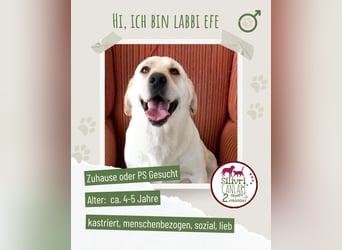 Efe sucht ab November ein zu Hause oder eine Pflegestelle