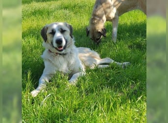 Schmusemaus Gül wäre so gerne Familienhund