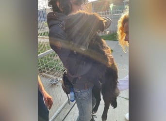 Ben, freundlicher Mudi-Mix freut sich auf ein schönes Zuhause