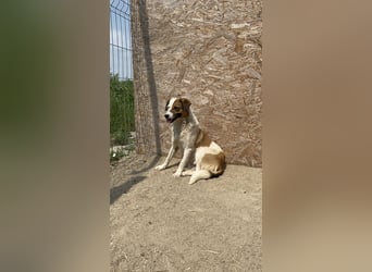 FINA, Hündin, 2,5 Jahre, 40 cm, Mischling, Tierschutz