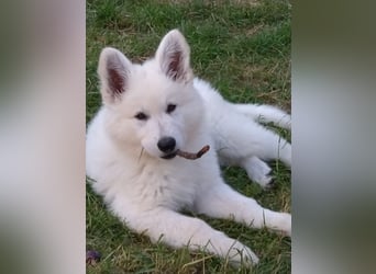 Weiße Schäferhundwelpen - Herzensbrecher für Familie, Sport und Show