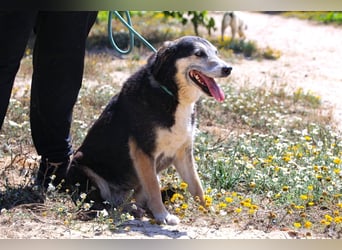 Mika, Mix Schäferhund / Berner Senne , lieb und verträglich