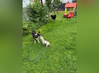Paula - freundliche, aktive, katzenverträgliche Malteser Mix Hündin / Pflegestelle in Brakel
