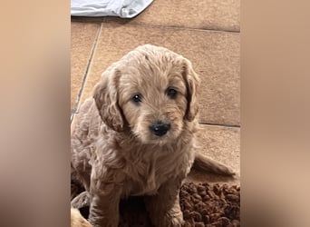 Goldendoodle mini Medium Doodle Abgabe an Pfingsten