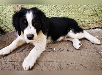 Heidi - Kuschelhündin mit Farbe