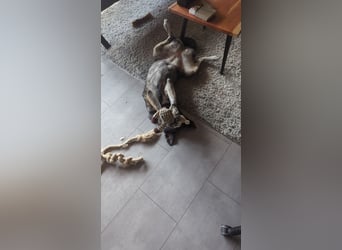 Elfie, Schäferhund-Mix, lieb und verträglich