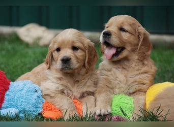 Golden Retriever Welpen vom Thüringer Wald