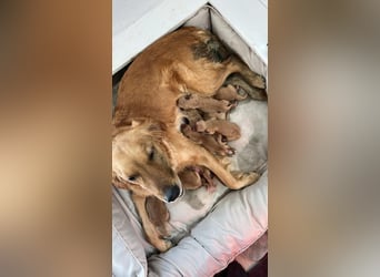 Golden Retriever Welpen