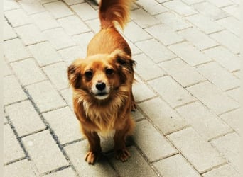 Fibi, Langhaar Chihuahua Mischling, geb. 2022, bezaubernde Hündin su. Zuhause