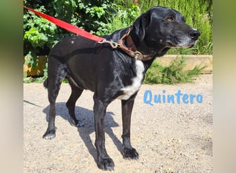 Quintero geb. 08/2018 (ESP) - sehr hübscher, sozialer und verträglicher Rüde!