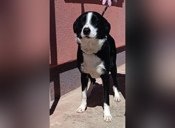 Border Collie Mischlings Piko wünscht sich ein zuhause