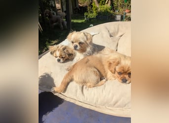 Welpe Traumhund, erzogen, sozialisiert, tolle Gene, schmusig, anhänglich, zauberhaft, Familienhund